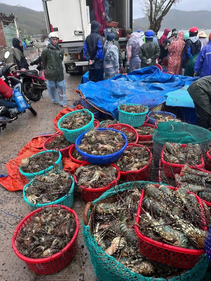 Người nuôi tôm hùm bán tháo tôm ngộp do ảnh hưởng mưa lũ