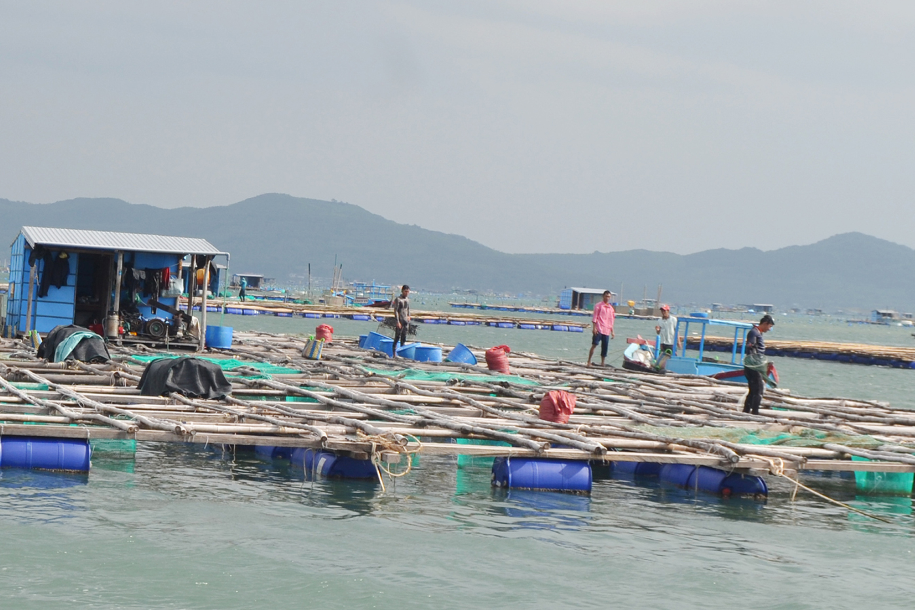 Thông báo về việc kê khai hiện trạng nuôi trồng thủy sản trên địa bàn phường Sông Cầu